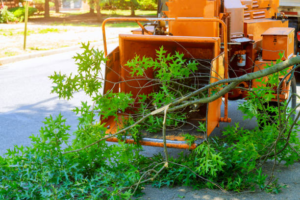 Reliable Fredonia, NY Tree Care Services Solutions